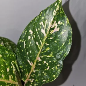 Aglaonema PEACHY PINK HORIZON Live Plant - 7-12" Tall - Pink-Green Leaves - 4" Pot