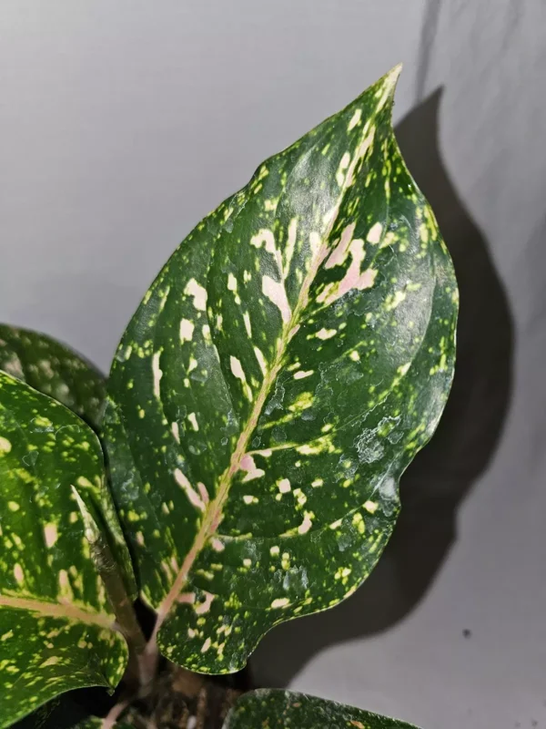 Aglaonema PEACHY PINK HORIZON Live Plant - 7-12" Tall - Pink-Green Leaves - 4" Pot