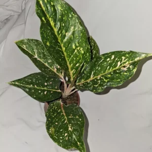 Aglaonema PEACHY PINK HORIZON Live Plant - 7-12