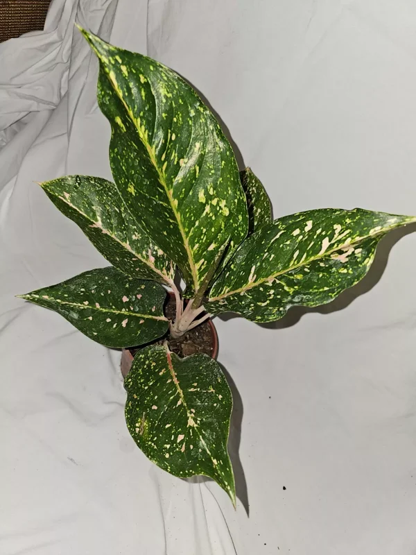 Aglaonema PEACHY PINK HORIZON Live Plant - 7-12" Tall - Pink-Green Leaves - 4" Pot