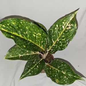 Aglaonema PEACHY PINK HORIZON Live Plant - 7-12