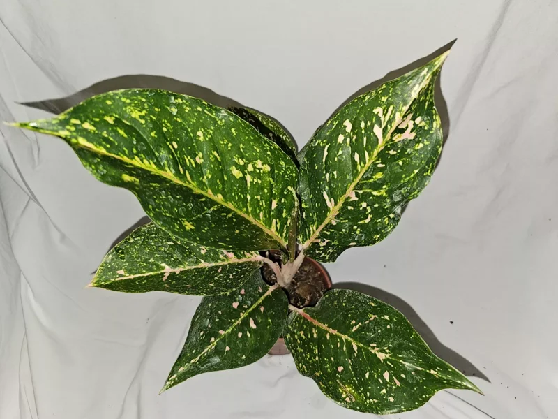 Aglaonema PEACHY PINK HORIZON Live Plant - 7-12" Tall - Pink-Green Leaves - 4" Pot