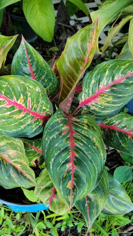 Aglaonema Red Borju Live Plant - 12 Inches - Vibrant Foliage