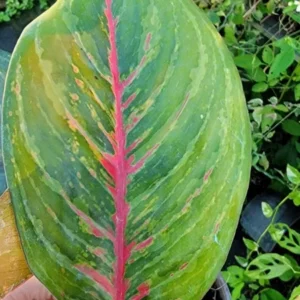 Aglaonema Red Borju Live Plant - 12 Inches - Vibrant Foliage