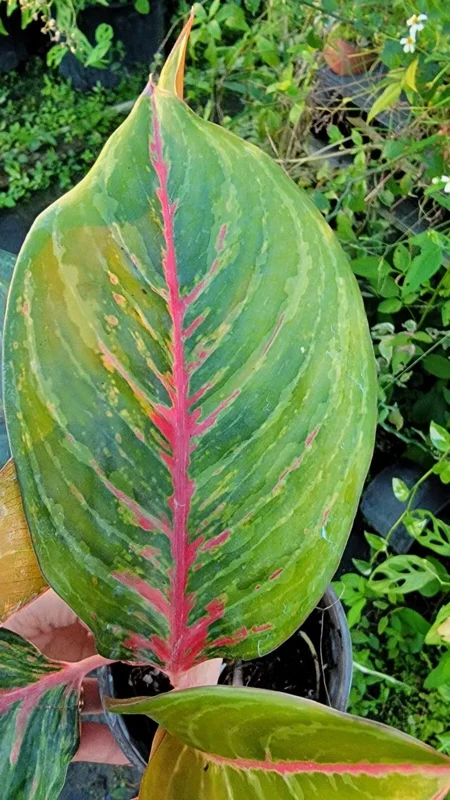 Aglaonema Red Borju Live Plant - 12 Inches - Vibrant Foliage