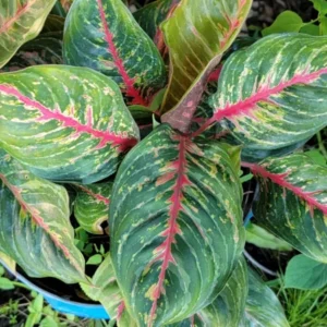 Aglaonema Red Borju Live Plant - 12 Inches - Vibrant Foliage