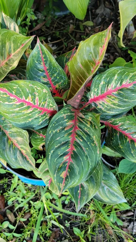 Aglaonema Red Borju Live Plant - 12 Inches - Vibrant Foliage