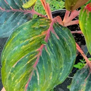 Aglaonema Red Borju Live Plant - 12 Inches - Vibrant Foliage