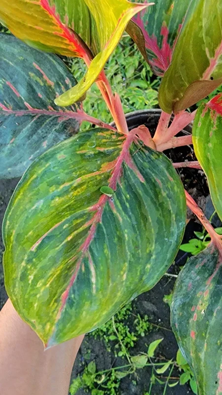 Aglaonema Red Borju Live Plant - 12 Inches - Vibrant Foliage