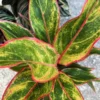 Aglaonema Siam Chinese Evergreen Houseplant 7" Tall Live Plant Christmas