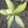 Aglaonema Silver Bay - Chinese Evergreen Live Plant - 4" Pot - Easy Care