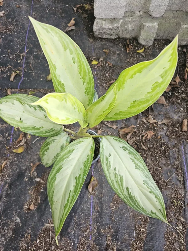 Aglaonema Silver Bay - Chinese Evergreen Live Plant - 4" Pot - Easy Care