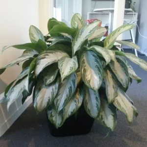 Aglaonema Silver Bay - Chinese Evergreen Live Plant - 4