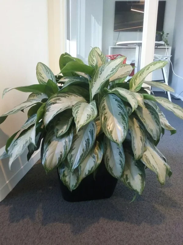 Aglaonema Silver Bay - Chinese Evergreen Live Plant - 4" Pot - Easy Care