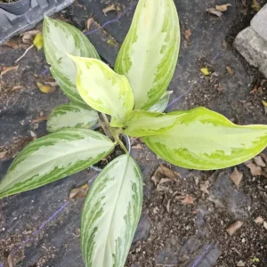 Aglaonema Silver Bay - Chinese Evergreen Live Plant - 4