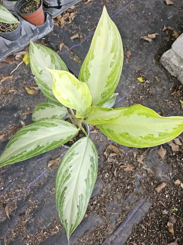 Aglaonema Silver Bay - Chinese Evergreen Live Plant - 4" Pot - Easy Care