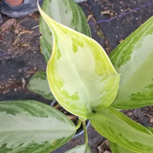 Aglaonema Silver Bay - Chinese Evergreen Live Plant - 4
