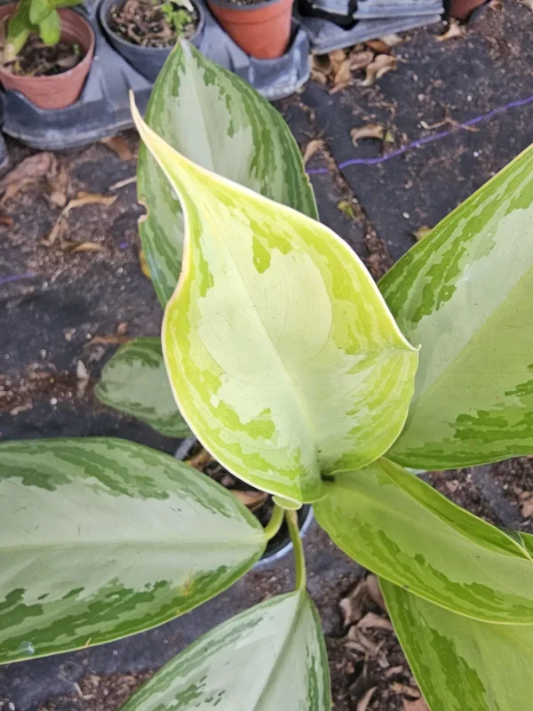Aglaonema Silver Bay - Chinese Evergreen Live Plant - 4" Pot - Easy Care