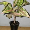 Aglaonema Sparkling Sarah - Chinese Evergreen - 10 to 12" Tall - 4" Pot
