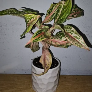 Aglaonema Sparkling Sarah - Chinese Evergreen - 10 to 12