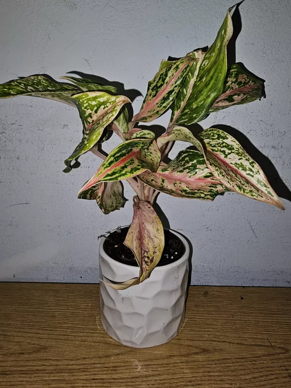Aglaonema Sparkling Sarah - Chinese Evergreen - 10 to 12" Tall - 4" Pot