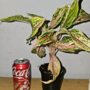 Aglaonema Sparkling Sarah - Chinese Evergreen - 10 to 12