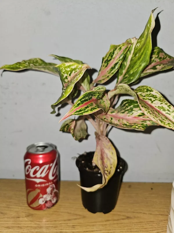 Aglaonema Sparkling Sarah - Chinese Evergreen - 10 to 12" Tall - 4" Pot