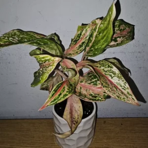 Aglaonema Sparkling Sarah - Chinese Evergreen - 10 to 12