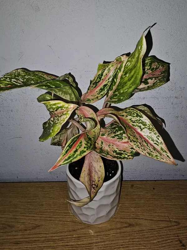Aglaonema Sparkling Sarah - Chinese Evergreen - 10 to 12" Tall - 4" Pot