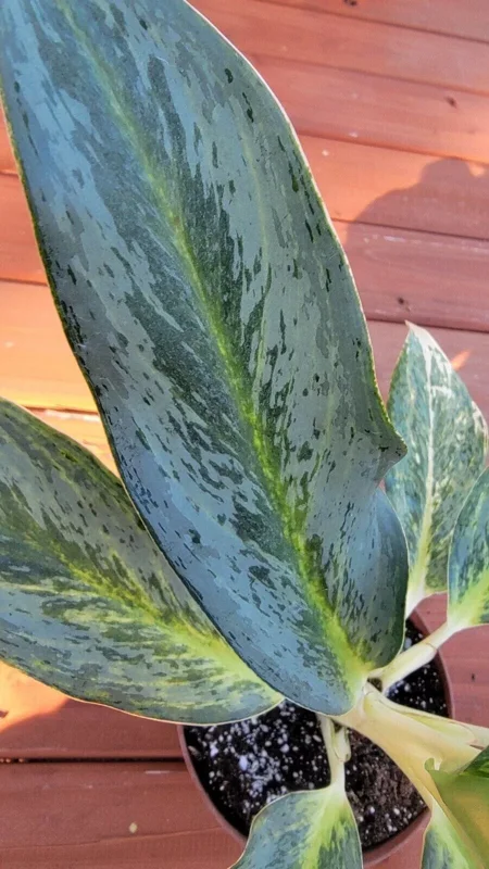 Aglaonema White Rain - Chinese Evergreen - 10-15" Tall - Indoor & Outdoor