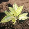 Aglaonema White Snow Dream - 10" Tall - Variegated Indoor & Outdoor Houseplant