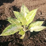 Aglaonema White Snow Dream - 10" Tall - Variegated Indoor & Outdoor Houseplant
