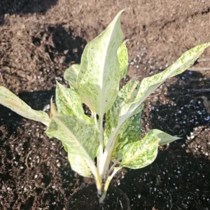 Aglaonema White Snow Dream - 10