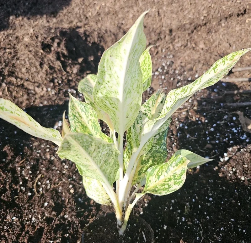Aglaonema White Snow Dream - 10" Tall - Variegated Indoor & Outdoor Houseplant