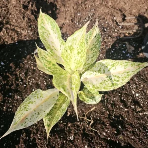 Aglaonema White Snow Dream - 10