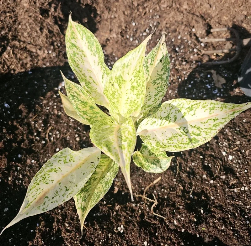 Aglaonema White Snow Dream - 10" Tall - Variegated Indoor & Outdoor Houseplant