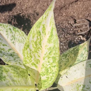 Aglaonema White Snow Dream - 10