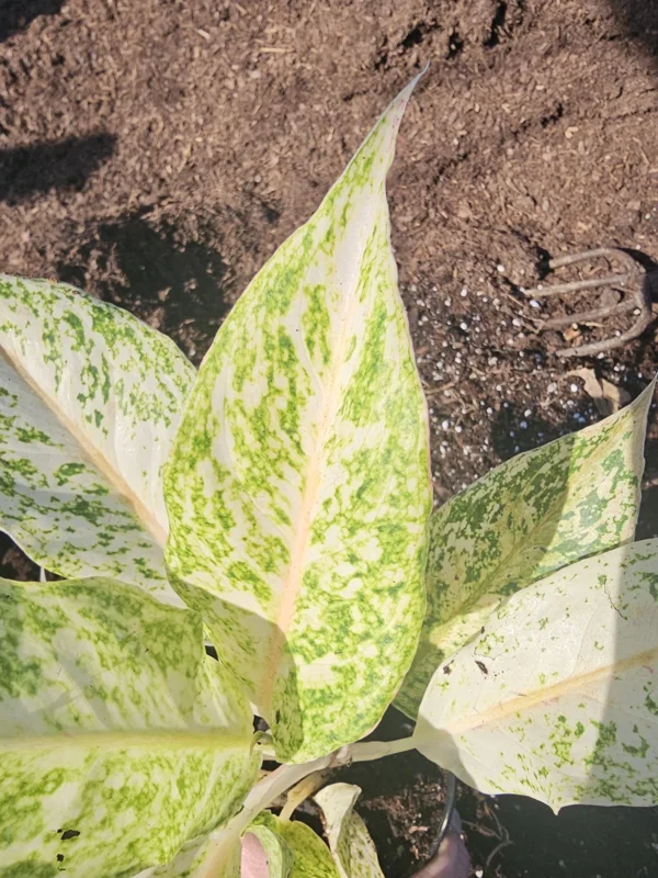 Aglaonema White Snow Dream - 10" Tall - Variegated Indoor & Outdoor Houseplant