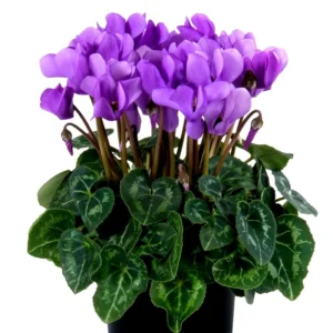 Cyclamen Dragon Blue Live Plant 4
