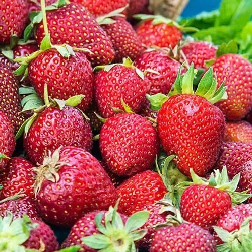 Albion Strawberry Day Neutral Plants 25 Bare-Root - Large Sweet Berries