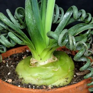 Albuca Spiralis Frizzle Sizzle Succulent Bulbs - Rare Spiral Foliage - 2 Pack