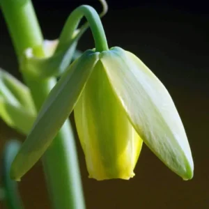 Albuca Spiralis Frizzle Sizzle Succulent Bulbs - Rare Spiral Foliage - 2 Pack