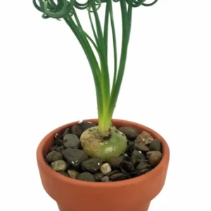 Albuca Spiralis Frizzle Sizzle Succulent Bulbs - Rare Spiral Foliage - 2 Pack