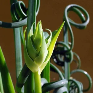 Albuca Spiralis Frizzle Sizzle Succulent Bulbs - Rare Spiral Foliage - 2 Pack
