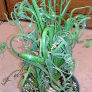 Albuca Spiralis Frizzle Sizzle Succulent Bulbs - Rare Spiral Foliage - 2 Pack