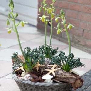 Albuca Spiralis Frizzle Sizzle Succulent Bulbs - Rare Spiral Foliage - 2 Pack
