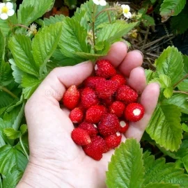 Alexandria Strawberry Plants - 8 Pack - Fragaria - Alpine Variety Strawberry Plants - Wild Strawberry Fruit Plants