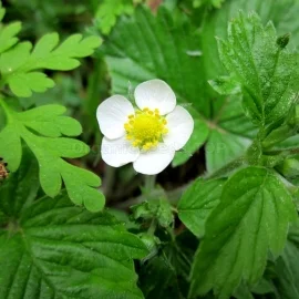 Alexandria Strawberry Plants - 8 Pack - Fragaria - Alpine Variety Strawberry Plants - Wild Strawberry Fruit Plants