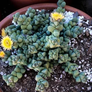 Alien Ice Plant Succulent Delosperma lehmannii – 2.5