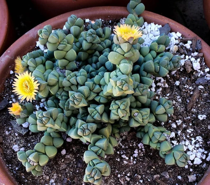 Alien Ice Plant Succulent Delosperma lehmannii – 2.5" Pot – Blue-Green Houseplant